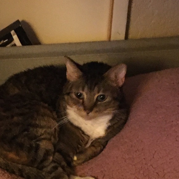 Meet your Posher, Jupiter - Picture 1 of 1